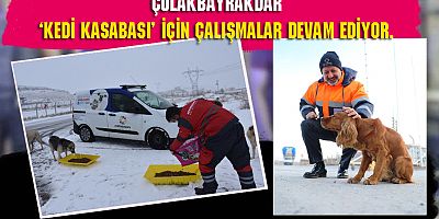 SOKAK VE YABAN HAYVANLARI İÇİN 13 TON YEM