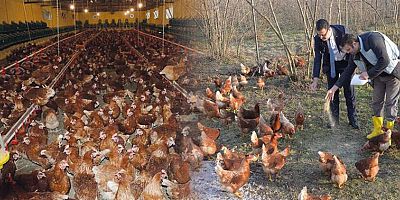 Şubat'ta tavuk eti ve yumurta üretimi azaldı