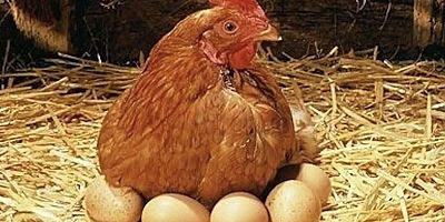 Tavuk eti ve yumurta üretim istatistikleri açıklandı