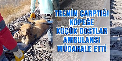 TRENİN ÇARPTIĞI KÖPEĞE, KÜÇÜK DOSTLAR AMBULANSI MÜDAHALE ETTİ