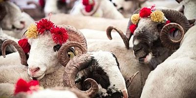 Vekaletle kurban kesim ücretleri açıklandı