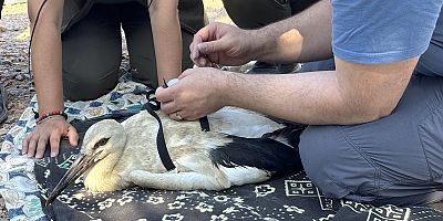 Yaren Leylek'in yavruları ve arkadaşları takibe alınıyor