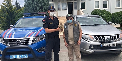 Yavru karacaya Jandarma sahip çıktı